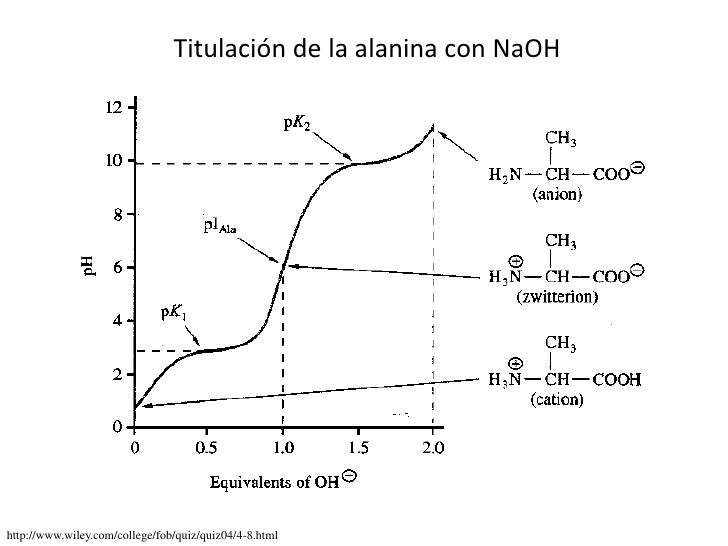 Clase Aminoácidos y purificación proteínas