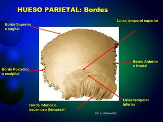 Cabeza osea adulto R.N. - neurocraneo | PPTX
