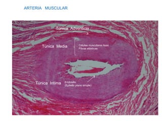 ARTERIA MUSCULAR
Endotelio
(Epitelio plano simple)
Túnica Adventicia
Túnica Media
Túnica Intima
Células musculares lisas
Fibras elásticas
 