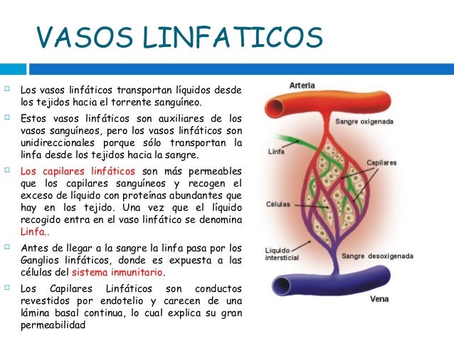 Clase 1 cardiovascular
