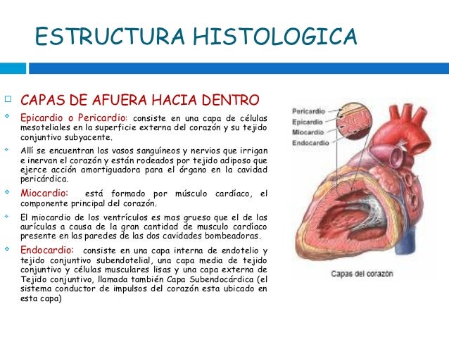 Capas Del Corazon De Adentro Hacia Afuera