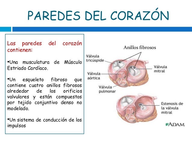 Capas Del Corazon De Adentro Hacia Afuera