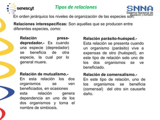 Tipos de relaciones
En orden jerárquico los niveles de organización de las especies son:
Relación presa-
depredador.- Es cuando
una especie (depredador)
se beneficia de otra
especie, la cual por lo
general muere.
Relación parásito-huésped.-
Esta relación se presenta cuando
un organismo (parásito) vive a
expensas de otro (huésped), en
este tipo de relación solo uno de
los dos organismos se ve
beneficiado.
Relación de mutualismo.-
En esta relación los dos
organismos se ven
beneficiados, en ocasiones
esta relación genera
dependencia en uno de los
dos organismos y toma el
nombre de simbiosis.
Relación de comensalismo.-
En este tipo de relación, uno de
los organismos se beneficia
(comensal) del otro sin causarle
daño.
Relaciones interespecíficas: Son aquellas que se producen entre
diferentes especies, como:
 