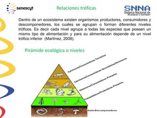 Relaciones tróficas
Dentro de un ecosistema existen organismos productores, consumidores y
descomponedores, los cuales se agrupan o forman diferentes niveles
tróficos. Es decir cada nivel agrupa a todas las especies que poseen un
mismo tipo de alimentación y para su alimentación depende de un nivel
trófico inferior (Martínez, 2008).
Pirámide ecológica o niveles
 