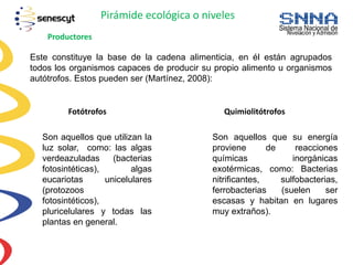 Pirámide ecológica o niveles
Productores
Este constituye la base de la cadena alimenticia, en él están agrupados
todos los organismos capaces de producir su propio alimento u organismos
autótrofos. Estos pueden ser (Martínez, 2008):
Fotótrofos Quimiolitótrofos
Son aquellos que utilizan la
luz solar, como: las algas
verdeazuladas (bacterias
fotosintéticas), algas
eucariotas unicelulares
(protozoos
fotosintéticos),
pluricelulares y todas las
plantas en general.
Son aquellos que su energía
proviene de reacciones
químicas inorgánicas
exotérmicas, como: Bacterias
nitrificantes, sulfobacterias,
ferrobacterias (suelen ser
escasas y habitan en lugares
muy extraños).
 