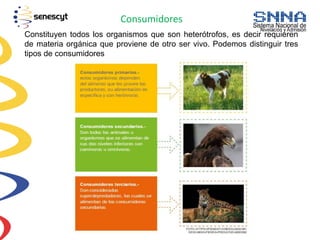 Consumidores
Constituyen todos los organismos que son heterótrofos, es decir requieren
de materia orgánica que proviene de otro ser vivo. Podemos distinguir tres
tipos de consumidores
 