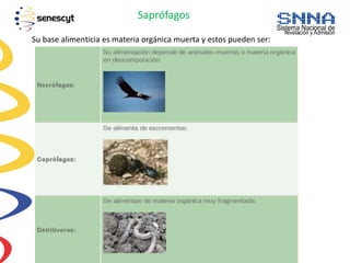 Saprófagos
Su base alimenticia es materia orgánica muerta y estos pueden ser:
 