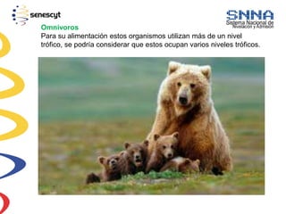 Omnívoros
Para su alimentación estos organismos utilizan más de un nivel
trófico, se podría considerar que estos ocupan varios niveles tróficos.
 