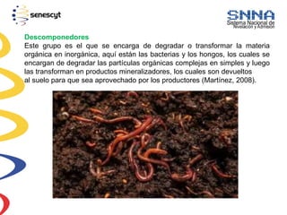 Descomponedores
Este grupo es el que se encarga de degradar o transformar la materia
orgánica en inorgánica, aquí están las bacterias y los hongos, los cuales se
encargan de degradar las partículas orgánicas complejas en simples y luego
las transforman en productos mineralizadores, los cuales son devueltos
al suelo para que sea aprovechado por los productores (Martínez, 2008).
 
