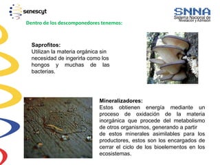 Dentro de los descomponedores tenemos:
Saprofitos:
Utilizan la materia orgánica sin
necesidad de ingerirla como los
hongos y muchas de las
bacterias.
Mineralizadores:
Estos obtienen energía mediante un
proceso de oxidación de la materia
inorgánica que procede del metabolismo
de otros organismos, generando a partir
de estos minerales asimilables para los
productores, estos son los encargados de
cerrar el ciclo de los bioelementos en los
ecosistemas.
 