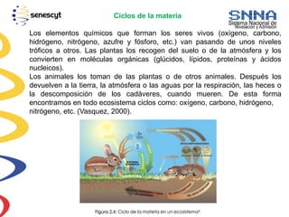Ciclos de la materia
Los elementos químicos que forman los seres vivos (oxígeno, carbono,
hidrógeno, nitrógeno, azufre y fósforo, etc.) van pasando de unos niveles
tróficos a otros. Las plantas los recogen del suelo o de la atmósfera y los
convierten en moléculas orgánicas (glúcidos, lípidos, proteínas y ácidos
nucleicos).
Los animales los toman de las plantas o de otros animales. Después los
devuelven a la tierra, la atmósfera o las aguas por la respiración, las heces o
la descomposición de los cadáveres, cuando mueren. De esta forma
encontramos en todo ecosistema ciclos como: oxígeno, carbono, hidrógeno,
nitrógeno, etc. (Vasquez, 2000).
 