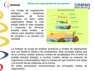 Niveles de organización de las especies
Los niveles de organización
biológica son eslabones
organizados de forma
jerárquica, es decir, están
organizados desde lo más
simple hasta lo más complejo
o viceversa. En términos
simples, estos niveles se
utilizan para clasificar materia,
de acuerdo a su tamaño y/o
cantidad
La biología se ocupa de analizar jerarquías o niveles de organización
que van desde la célula a los ecosistemas. Este concepto implica que
en el universo existen diversos niveles de complejidad. Por lo tanto es
posible estudiar biología a muchos niveles, desde un conjunto de
organismos (comunidades) hasta la manera en que funciona una célula
o la función de las moléculas de la misma.
En orden decreciente mencionaremos los principales niveles de
organización:
 