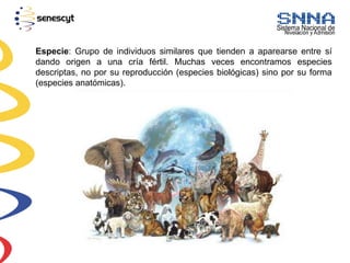 Especie: Grupo de individuos similares que tienden a aparearse entre sí
dando origen a una cría fértil. Muchas veces encontramos especies
descriptas, no por su reproducción (especies biológicas) sino por su forma
(especies anatómicas).
 