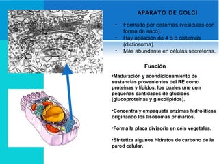 APARATO DE GOLGI Formado por cisternas (vesículas con forma de saco). Hay apilación de 4 o 6 cisternas  (dictiosoma). Más abundante en células secretoras. Función Maduración y acondicionamiento de sustancias provenientes del RE como proteínas y lípidos, los cuales une con pequeñas cantidades de glúcidos (glucoproteínas y glucolípidos). Concentra y empaqueta enzimas hidrolíticas originando los lisosomas primarios. Forma la placa divisoria en céls vegetales. Sintetiza algunos hidratos de carbono de la pared celular. 