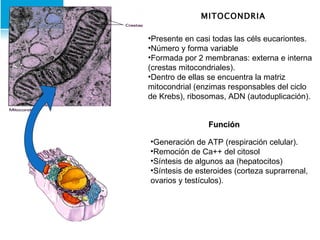 MITOCONDRIA Presente en casi todas las céls eucariontes. Número y forma variable Formada por 2 membranas: externa e interna (crestas mitocondriales). Dentro de ellas se encuentra la matriz mitocondrial (enzimas responsables del ciclo de Krebs), ribosomas, ADN (autoduplicación). Función Generación de ATP (respiración celular). Remoción de Ca++ del citosol Síntesis de algunos aa (hepatocitos) Síntesis de esteroides (corteza suprarrenal, ovarios y testículos). 