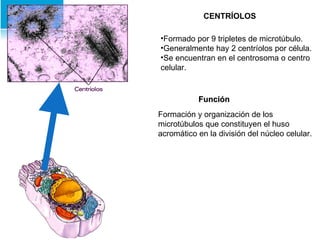 CENTRÍOLOS Formado por 9 tripletes de microtúbulo. Generalmente hay 2 centríolos por célula. Se encuentran en el centrosoma o centro celular. Función Formación y organización de los microtúbulos que constituyen el huso acromático en la división del núcleo celular. 