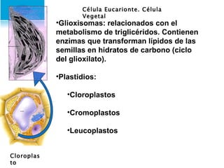 Cloroplasto Célula Eucarionte. Célula Vegetal Glioxisomas: relacionados con el metabolismo de triglicéridos. Contienen enzimas que transforman lípidos de las semillas en hidratos de carbono (ciclo del glioxilato). Plastidios:  Cloroplastos Cromoplastos Leucoplastos 