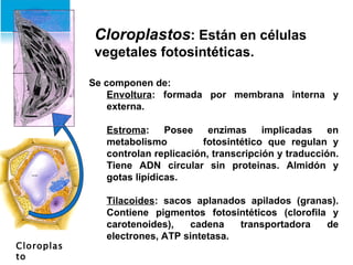 Cloroplasto Se componen de: Envoltura : formada por membrana interna y externa. Estroma : Posee enzimas implicadas en metabolismo  fotosintético que regulan y controlan replicación, transcripción y traducción. Tiene ADN circular sin proteinas. Almidón y gotas lipídicas. Tilacoides : sacos aplanados apilados (granas). Contiene pigmentos fotosintéticos (clorofila y carotenoides), cadena transportadora de electrones, ATP sintetasa. Cloroplastos : Están en células vegetales fotosintéticas. 