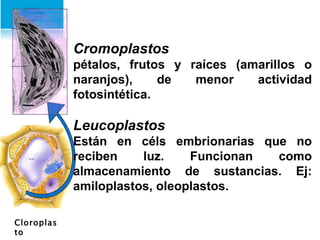 Cloroplasto Cromoplastos   pétalos, frutos y raíces (amarillos o naranjos), de menor actividad fotosintética. Leucoplastos   Están en céls embrionarias que no reciben luz. Funcionan como almacenamiento de sustancias. Ej: amiloplastos, oleoplastos. 