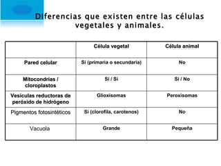 Diferencias que existen entre las células vegetales y animales. Célula vegetal Célula animal Pared celular Si (primaria o secundaria) No Mitocondrias / cloroplastos Si / Si Si / No Vesículas reductoras de peróxido de hidrógeno Glioxisomas Peroxisomas Pigmentos fotosintéticos Si (clorofila, carotenos) No Vacuola  Grande Pequeña 