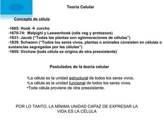 Teoría Celular Concepto de célula 1665: Hook    corcho 1670-74:  Malpighi y Leewenhoek (céls veg y protozoos) 1831: Jacob (“Todas las plantas son aglomeraciones de células”) 1839: Schwann (“Todos los seres vivos, plantas o animales consisten en células o sustancias segregadas por las células”) 1855: Virchow (toda célula se origina de otra preexistente) Postulados de la teoría celular La célula es la unidad  estructural  de todos los seres vivos. La célula es la unidad  funcional  de todos los seres vivos. Toda célula proviene de otra preexistente. POR LO TANTO, LA MÍNIMA UNIDAD CAPAZ DE EXPRESAR LA VIDA ES LA CÉLULA 