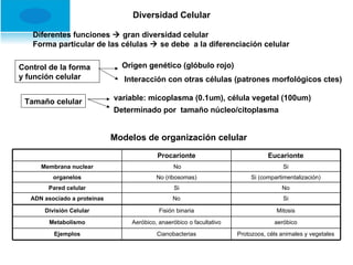 Diversidad Celular Diferentes funciones    gran diversidad celular Forma particular de las células    se debe  a la diferenciación celular Control de la forma y función celular Origen genético (glóbulo rojo) Interacción con otras células (patrones morfológicos ctes) variable: micoplasma (0.1um), célula vegetal (100um) Tamaño celular Determinado por  tamaño núcleo/citoplasma Modelos de organización celular Procarionte Eucarionte Membrana nuclear No Si organelos No (ribosomas) Si (compartimentalización) Pared celular Si No ADN asociado a proteínas No Si División Celular Fisión binaria Mitosis Metabolismo Aeróbico, anaeróbico o facultativo aeróbico Ejemplos Cianobacterias Protozoos, céls animales y vegetales 