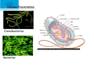 Células Procariontes Cianobacterias Bacterias 