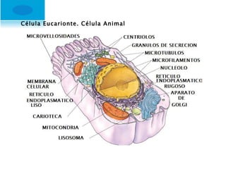 Célula Eucarionte. Célula Animal 