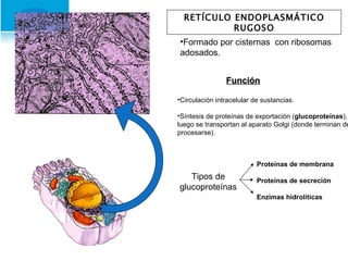 RETÍCULO ENDOPLASMÁTICO RUGOSO Formado por cisternas  con ribosomas adosados. Función Circulación intracelular de sustancias. Síntesis de proteínas de exportación ( glucoproteínas ), luego se transportan al aparato Golgi (donde terminan de procesarse). Tipos de glucoproteínas Proteínas de membrana Proteínas de secreción Enzimas hidrolíticas 