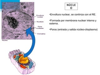 NÚCLEO Envoltura nuclear, se continúa con el RE. Formada por membrana nuclear interna y externa. Poros (entrada y salida núcleo-citoplasma) 