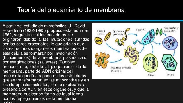 Clase 1 celula