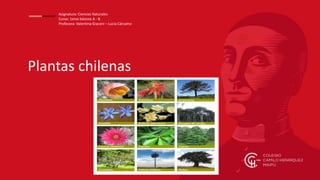 Plantas chilenas
Asignatura: Ciencias Naturales
Curso: 1eros básicos A - B
Profesora: Valentina Giaconi – Lucía Cárcamo
 