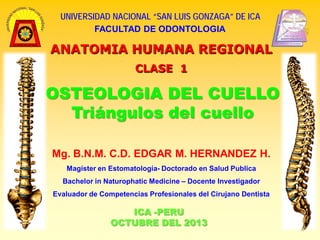 UNIVERSIDAD NACIONAL “SAN LUIS GONZAGA” DE ICA
FACULTAD DE ODONTOLOGIA

ANATOMIA HUMANA REGIONAL
CLASE 1

OSTEOLOGIA DEL CUELLO
Triángulos del cuello
Mg. B.N.M. C.D. EDGAR M. HERNANDEZ H.
Magíster en Estomatología- Doctorado en Salud Publica
Bachelor in Naturophatic Medicine – Docente Investigador
Evaluador de Competencias Profesionales del Cirujano Dentista

ICA -PERU
OCTUBRE DEL 2013

 
