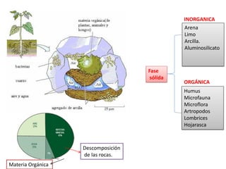 Humus
Microfauna
Microflora
Artropodos
Lombrices
Hojarasca
Arena
Limo
Arcilla.
Aluminosilicato
INORGANICA
ORGÁNICA
Fase
sólida
Descomposición
de las rocas.
Materia Orgánica
 