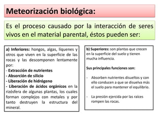 Meteorización biológica:
Es el proceso causado por la interacción de seres
vivos en el material parental, éstos pueden ser:
a) Inferiores: hongos, algas, líquenes y
otros que viven en la superficie de las
rocas y las descomponen lentamente
por:
- Extracción de nutrientes
- Absorción de silicio
- Liberación de hidrógeno
- Liberación de ácidos orgánicos en la
rizósfera de algunas plantas, los cuales
forman complejos con metales y por
tanto destruyen la estructura del
mineral.
b) Superiores: son plantas que crecen
en la superficie del suelo y tienen
mucha influencia.
Sus principales funciones son:
- Absorben nutrientes disueltos y con
ello conducen a que se disuelva más
el suelo para mantener el equilibrio.
- La presión ejercida por las raíces
rompen las rocas.
 