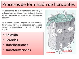 Procesos de formación de horizontes
• Adicción
• Perdidas
• Translocaciones
• Transformaciones capilaridad
lixiviación
Las secuencias de la meteorización mineral y la
pedoquimica, combinadas con varios fenómenos
físicos, constituyen los procesos de formación de
los suelos.
Estos proceso son un complejo de una secuencia
de eventos, incluyendo reacciones complicadas,
así por una secuencia de horizontes: O ( A1), A2,
Ut,(CA).
 