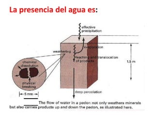 La presencia del agua es:
 