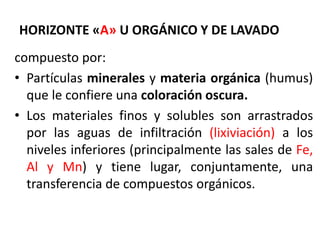 HORIZONTE «A» U ORGÁNICO Y DE LAVADO
compuesto por:
• Partículas minerales y materia orgánica (humus)
que le confiere una coloración oscura.
• Los materiales finos y solubles son arrastrados
por las aguas de infiltración (lixiviación) a los
niveles inferiores (principalmente las sales de Fe,
Al y Mn) y tiene lugar, conjuntamente, una
transferencia de compuestos orgánicos.
 