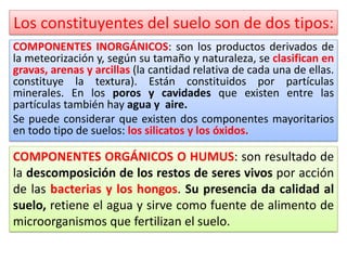Los constituyentes del suelo son de dos tipos:
COMPONENTES INORGÁNICOS: son los productos derivados de
la meteorización y, según su tamaño y naturaleza, se clasifican en
gravas, arenas y arcillas (la cantidad relativa de cada una de ellas.
constituye la textura). Están constituidos por partículas
minerales. En los poros y cavidades que existen entre las
partículas también hay agua y aire.
Se puede considerar que existen dos componentes mayoritarios
en todo tipo de suelos: los silicatos y los óxidos.
COMPONENTES ORGÁNICOS O HUMUS: son resultado de
la descomposición de los restos de seres vivos por acción
de las bacterias y los hongos. Su presencia da calidad al
suelo, retiene el agua y sirve como fuente de alimento de
microorganismos que fertilizan el suelo.
 
