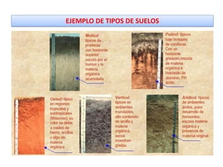 EJEMPLO DE TIPOS DE SUELOS
 