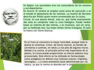 En Egipto: Los sacerdotes eran los conocedores de los venenos
y sus depositarios.
En Grecia: El veneno se emplea como arma de ejecución y es
el estado el depositario de los venenos. La muerte de Sócrates
descrita por Platón quien muere envenenado por la cicuta.
Cicuta: es una planta bienal, esto es, que tarda exactamente
dos años en completar todo su ciclo biológico. Puede mediar
hasta un máximo de dos metros, y se reconoce, aún sin verla,
por su hediondo olor. Sus hojas tienen forma triangular. El tallo
es hueco con flores blancas.
En el fruto se concentra la mayor toxicidad, aunque toda la
planta es venenosa. Crece, de forma natural, en bordes de
carreteras o caminos, en setos y a los pies de algunos muros.
Debido a la conina, el principio activo más importante de la
planta, la cicuta puede proporcionar un efecto sedante muy
pronunciado. Este efecto se ha utilizado en farmacología
como analgésico en dolores muy intensos (cáncer, migrañas,
neuralgias,...) o como anestésico local administrado por vía
tópica, ya que la conina se absorbe por la piel.
 