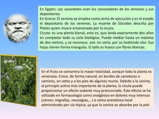 En Egipto: Los sacerdotes eran los conocedores de los venenos y sus
depositarios.
En Grecia: El veneno se emplea como arma de ejecución y es el estado
el depositario de los venenos. La muerte de Sócrates descrita por
Platón quien muere envenenado por la cicuta.
Cicuta: es una planta bienal, esto es, que tarda exactamente dos años
en completar todo su ciclo biológico. Puede mediar hasta un máximo
de dos metros, y se reconoce, aún sin verla, por su hediondo olor. Sus
hojas tienen forma triangular. El tallo es hueco con flores blancas.
En el fruto se concentra la mayor toxicidad, aunque toda la planta es
venenosa. Crece, de forma natural, en bordes de carreteras o
caminos, en setos y a los pies de algunos muros. Debido a la conina,
el principio activo más importante de la planta, la cicuta puede
proporcionar un efecto sedante muy pronunciado. Este efecto se ha
utilizado en farmacología como analgésico en dolores muy intensos
(cáncer, migrañas, neuralgias,...) o como anestésico local
administrado por vía tópica, ya que la conina se absorbe por la piel.
 