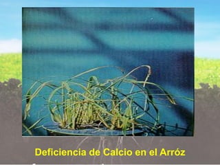 Clase 1 Fertilidad y nutricion vegetal.pdf