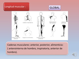 Longitud muscular :
Cadenas musculares: anterior, posterior, alimenticia:
( anterointerna de hombro, inspiratoria, anterio...