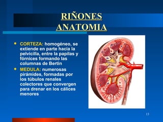RIÑONES
                    ANATOMIA
 CORTEZA: homogéneo, se
  extiende en parte hacia la
  pelvicilla, entre la papilas y
  fórnices formando las
  columnas de Bertin
 MEDULA: numerosas
  pirámides, formadas por
  los túbulos renales
  colectores que convergen
  para drenar en los cálices
  menores



                                   13
 