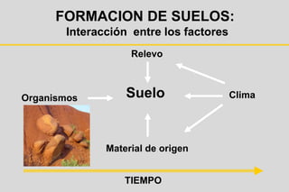 Suelo
Relevo
Material de origen
Clima
Organismos
TIEMPO
FORMACION DE SUELOS:
Interacción entre los factores
 