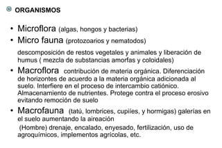 ORGANISMOS
• Microflora (algas, hongos y bacterias)
• Micro fauna (protozoarios y nematodos)
descomposición de restos vegetales y animales y liberación de
humus ( mezcla de substancias amorfas y coloidales)
• Macroflora contribución de materia orgánica. Diferenciación
de horizontes de acuerdo a la materia orgánica adicionada al
suelo. Interfiere en el proceso de intercambio catiónico.
Almacenamiento de nutrientes. Protege contra el proceso erosivo
evitando remoción de suelo
• Macrofauna (tatú, lombrices, cupiíes, y hormigas) galerías en
el suelo aumentando la aireación
(Hombre) drenaje, encalado, enyesado, fertilización, uso de
agroquímicos, implementos agrícolas, etc.
32
 