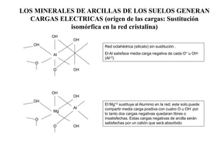 LOS MINERALES DE ARCILLAS DE LOS SUELOS GENERAN
CARGAS ELECTRICAS (origen de las cargas: Sustitución
isomórfica en la red cristalina)
OH
Al
O
OH
O
OH
OH
OH
Mg
O
OH
O
OH
OH
Al
Red octahédrica (silicato) sin sustitución .
El Al satisface media carga negativa de cada O= u OH-;
(Al+3)
El Mg+2 sustituye al Aluminio en la red; este solo puede
compartir media carga positiva con cuatro O u OH- por
lo tanto dos cargas negativas quedaran libres o
insatisfechas. Estas cargas negativas de arcilla serán
satisfechas por un catión que será absorbido
 