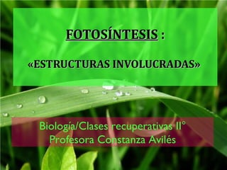 FOTOSÍNTESIS  : «ESTRUCTURAS INVOLUCRADAS»  Biología/Clases recuperativas II° Profesora Constanza Avilés 