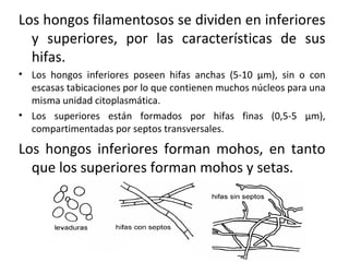 Los hongos filamentosos se dividen en inferiores 
y superiores, por las características de sus 
hifas. 
• Los hongos inferiores poseen hifas anchas (5-10 μm), sin o con 
escasas tabicaciones por lo que contienen muchos núcleos para una 
misma unidad citoplasmática. 
• Los superiores están formados por hifas finas (0,5-5 μm), 
compartimentadas por septos transversales. 
Los hongos inferiores forman mohos, en tanto 
que los superiores forman mohos y setas. 
 